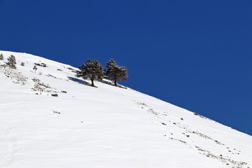 snowy mountain side with two trees and deep blue sky