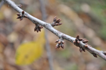 The buds in the cherry tree in winter close up