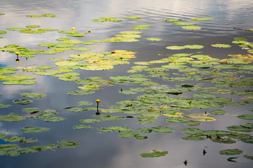 Water lily in pond