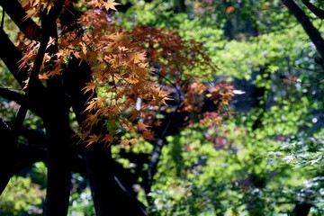 Fototapeta premium Autumn color