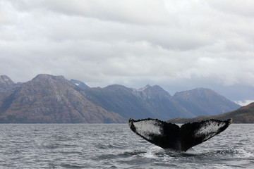 Whale Tail