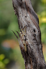 Fototapeta premium Female praying mantis (Mantis religiosa) sitting on a tree close-up