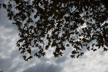 in the forest with beautiful trees