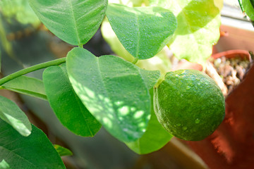 Close-up of a Unripe small green lemon hanging on the  branch. Care of plants at her home, spraying a plant with pure water from a spray bottle.