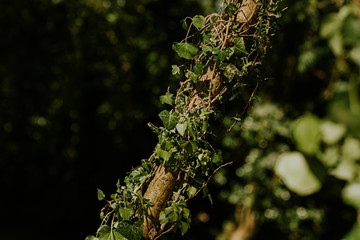 Tronc d'arbre entouré de lierre
