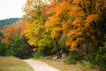 autumn in the park