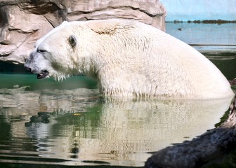 Polar bear suffering from the heat. global warming consequences