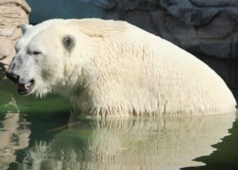 Fototapeta premium Polar bear suffering from the heat. global warming consequences