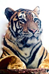 INDIAN BENGALA TIGER