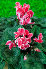 Cyclamen flowers in the park