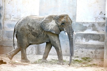 Elefante africano macho