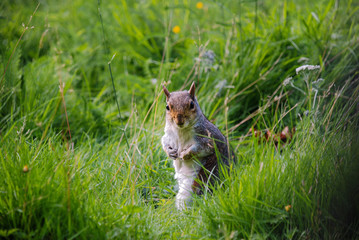 Grey squirrel in long grass looking in camera.