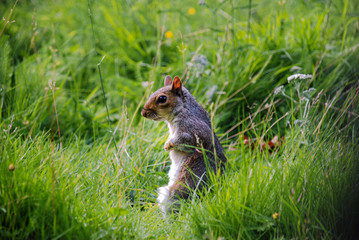 Grey squirrel in long grass.