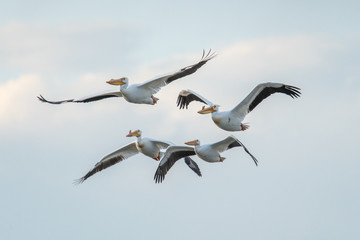 Flock of pelicans in sky