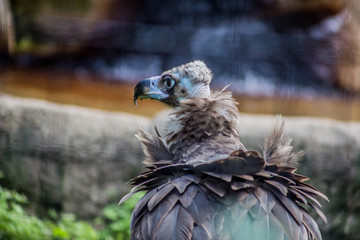 bird of prey