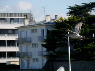 détail du vol d'un jeune Goéland   (série de 43 photos )  16