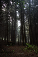 in the forest with beautiful trees