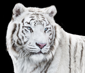Magnificent white tiger looking forth