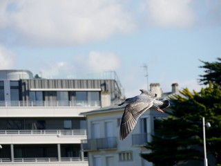 détail du vol d'un jeune Goéland   (série de 43 photos )  30
