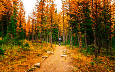 Hiker On Trail In Rich Autumn Forest Woods