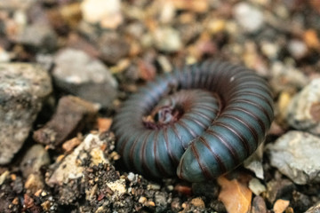a rolled up centipede