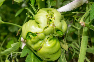 Fused tomato-freak growing in a greenhouse