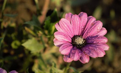 Obraz premium Pink Aster flower