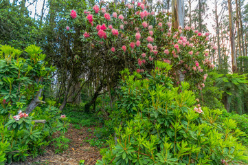 Fototapeta na wymiar Rhododendron Bush