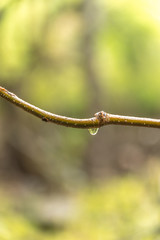 Closeup view of wet leaves