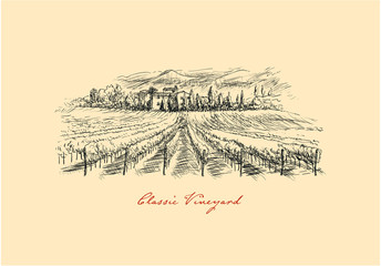 Vineyard. Drawing Classic Vineyard Landscape