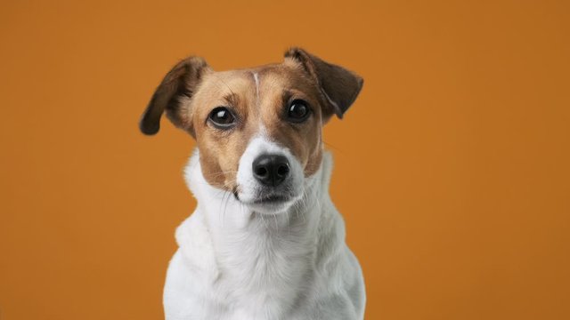 Portrait of dog breed Jack Russell Terrier on an orange background looking at the camera at the owner holding his ear up close up. Caring for pets. Background for your text and design.