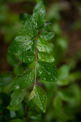 Closeup view of wet leaves