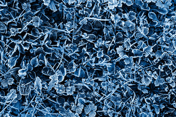 Frozen grass in autumn colored in blue. Copy space, top view