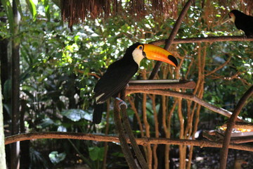 colorful toucan bird on a tree