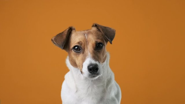 Portrait of dog breed Jack Russell Terrier on an orange background looking at the camera at the owner holding his ear up close up. Caring for pets. Background for your text and design.
