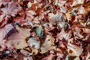 Autumn cover the ground and fill the whole photo frame.