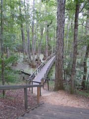 Cypress Tree Swamp in Mississippi