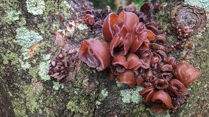 Textura com cogumelo de cor caramelo e musgos coloridos em tronco de árvore