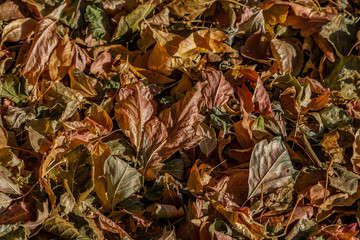 Autumn leaves cover the ground and fill the whole photo frame.