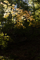  shapes of yellow trees in the forest