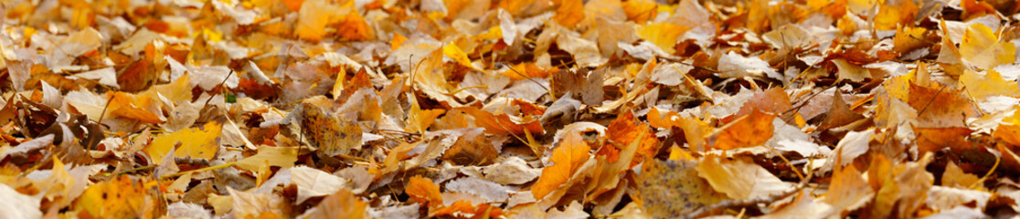 autumn leaves background. panoramic view of fallen poplar leaves