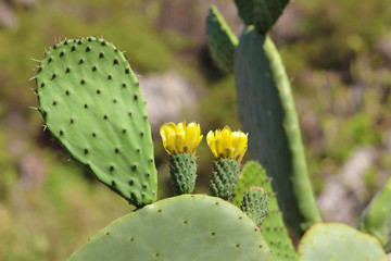 Cactus en flor