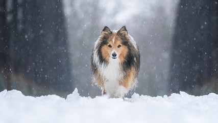 Shetland sheepdog on the snow