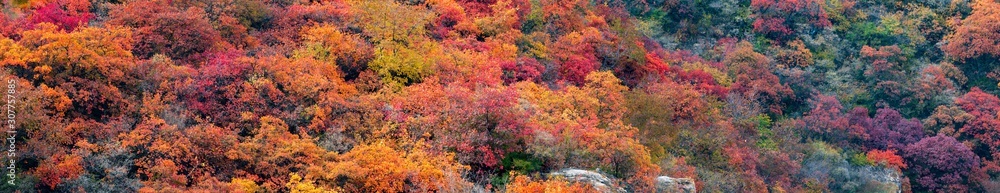 Wall mural panoramic view of autumn mountains. panorami view of red autumnal leaves. scenery of autumn mountain