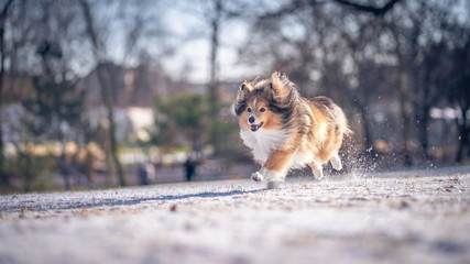 Shetland sheepdog on the snow