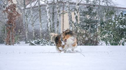 Fototapeta na wymiar Shetland sheepdog on the snow