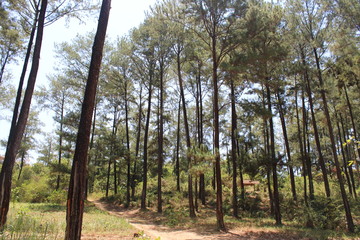 Fototapeta premium Pine forest atmosphere