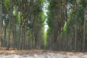 The atmosphere of the rubber forest