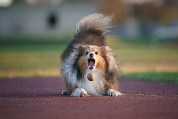 Dog catching the ball