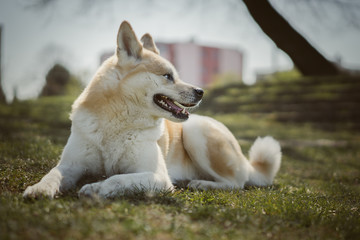 Portrait of akita dog